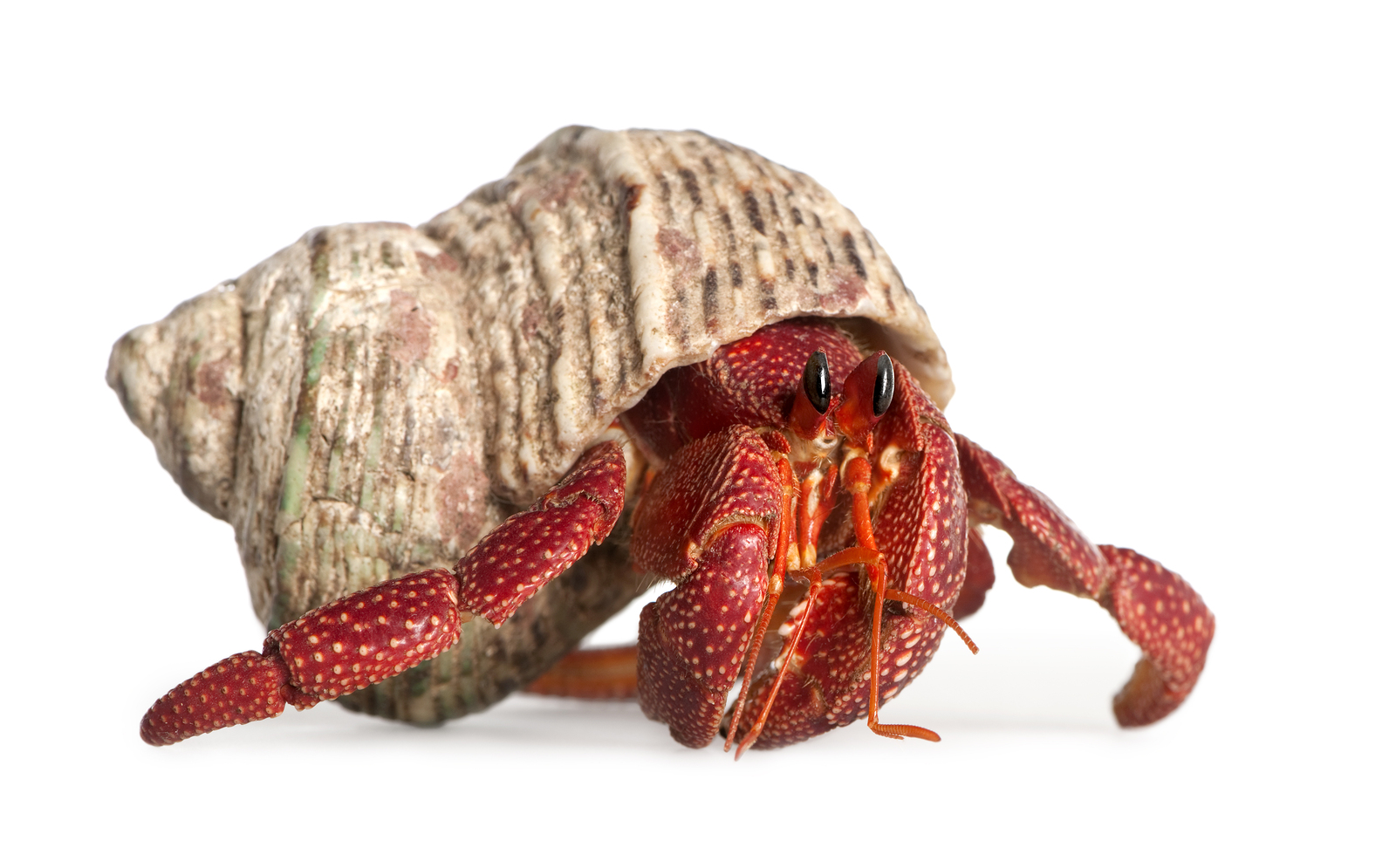 bigstock-Hermit-Crab--Coenobita-Perlat-5081279
