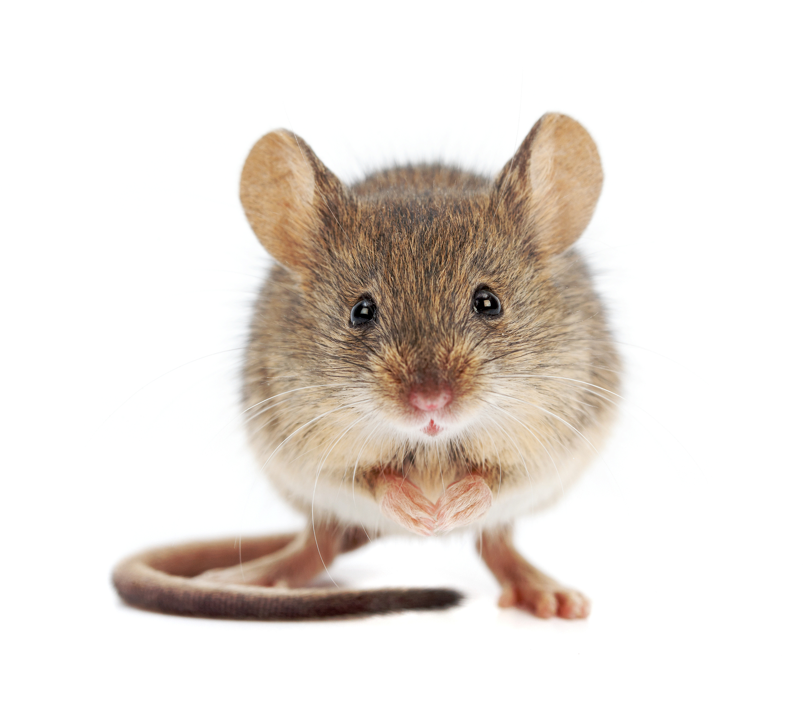 bigstock-House-Mouse-Standing-mus-Musc-45427162