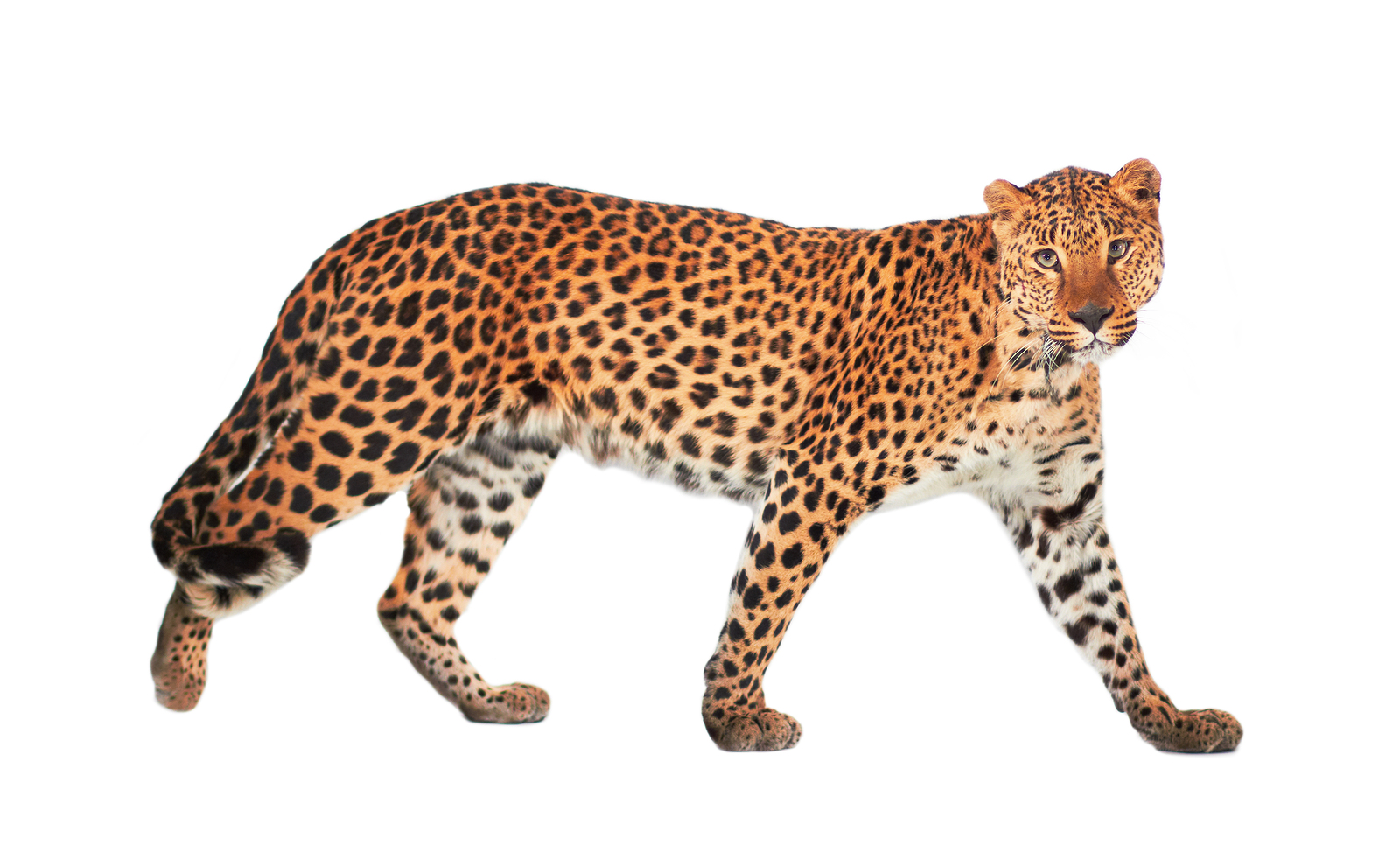 bigstock-Leopard-Panthera-pardus-on-w-41609059